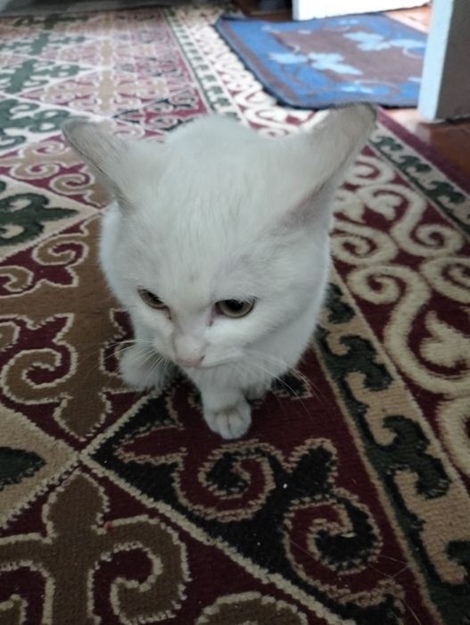 Отдам в добрые руки