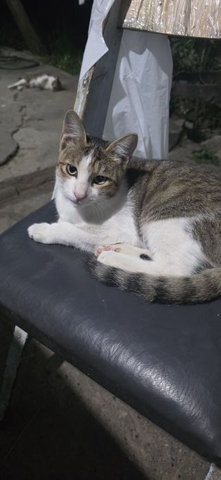 Отдам котика в добрые руки 4 месяца