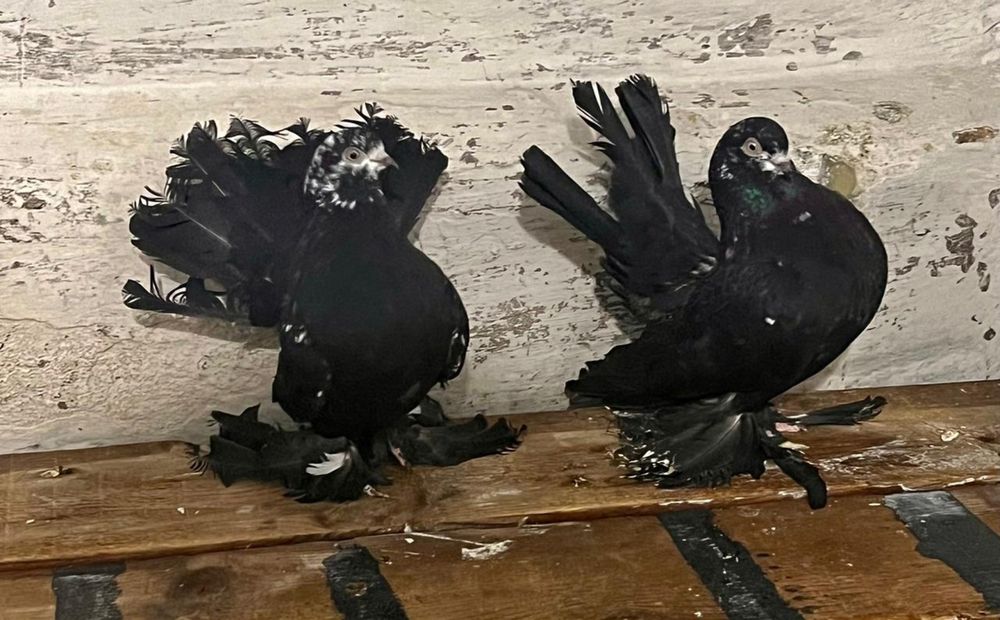 Продам голубей статных