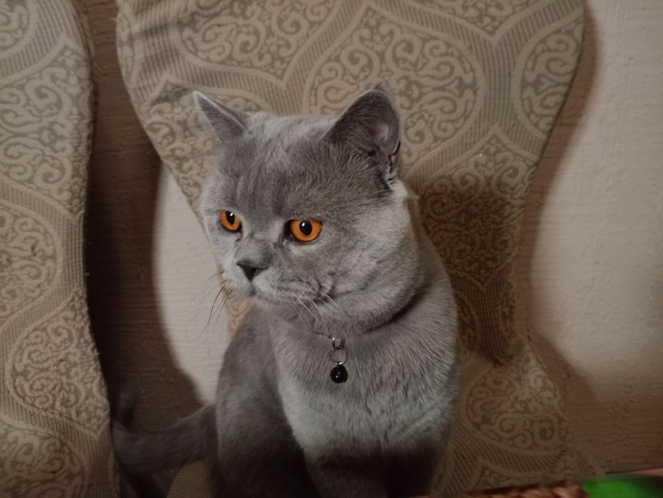 Кот самец на вязку. Не продаётся