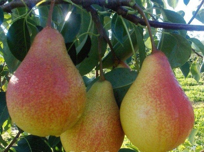Оптом кучатлар арзон нархда