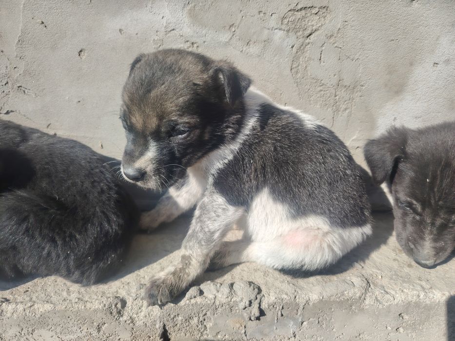 Отдам даром щенки