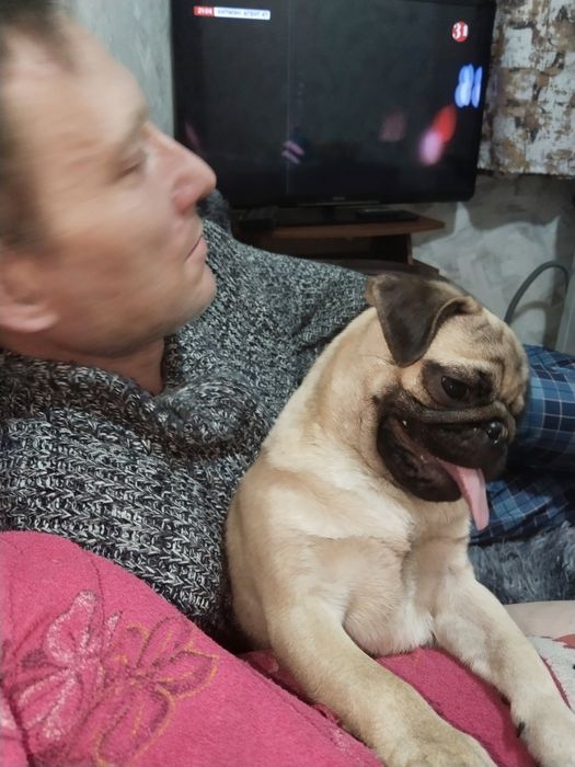 Собаки продажа мопс