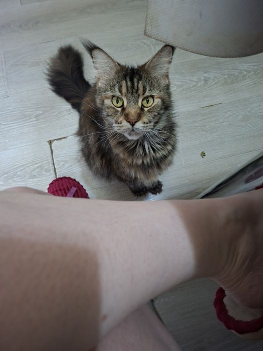 Котята от мамы Мейн кунь