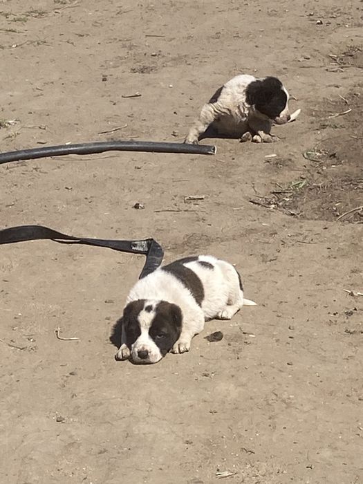 Собака Алабай 1 еу еркек калды