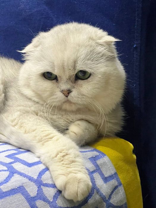 Котята шиншилла серебро