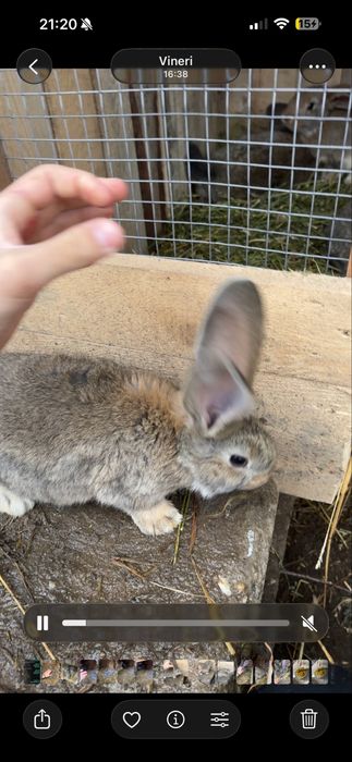 Iepurasi urias german 3 luni 2,700 kg