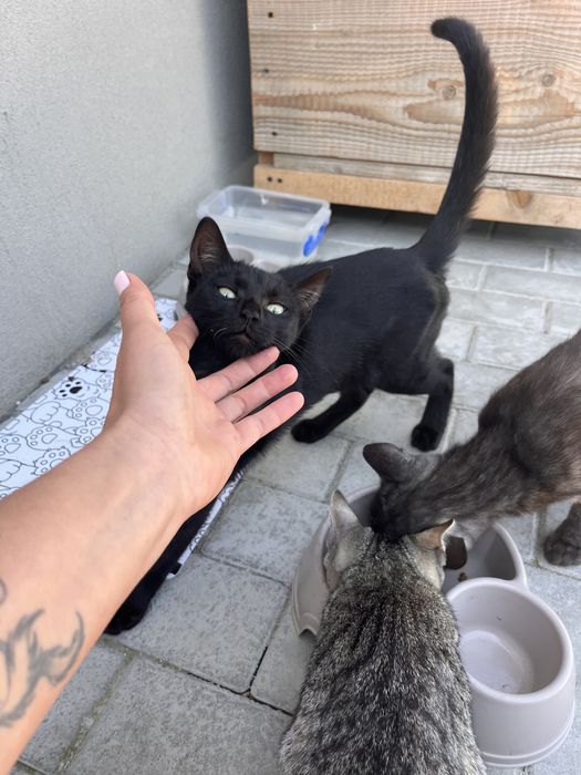 Gratuit 3 pisici