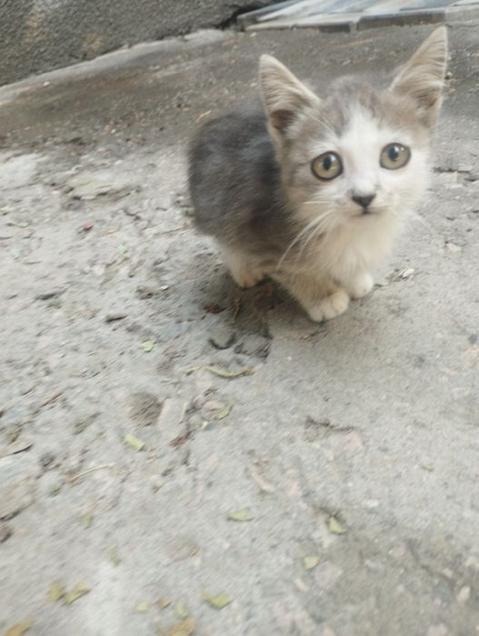 Котята в хорошие руки