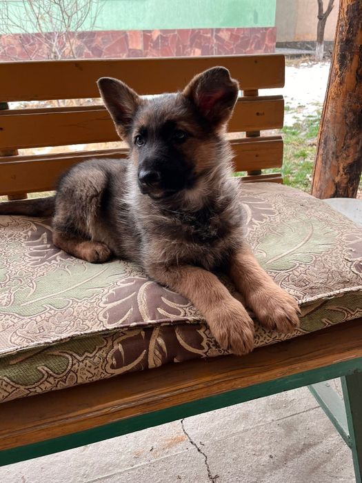 Продается немецкая овчарка