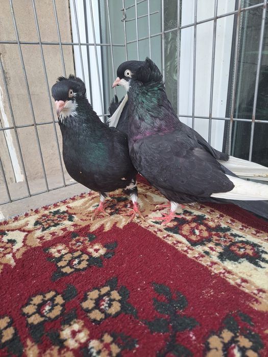 Голуби пара готовые Американцы