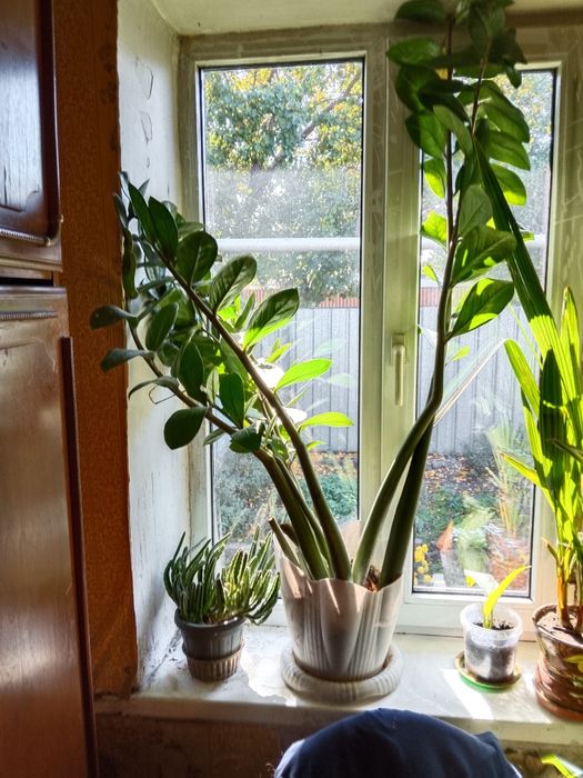 Замиокулькас растение