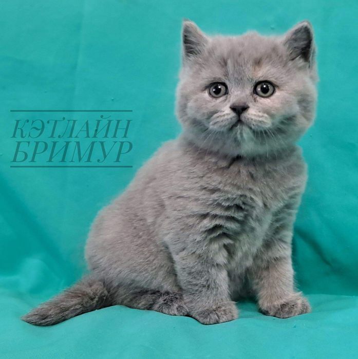 Британские котята из питомника!