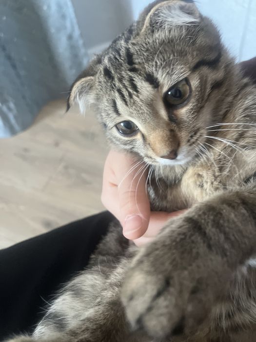 отдам кота в хорошие руки