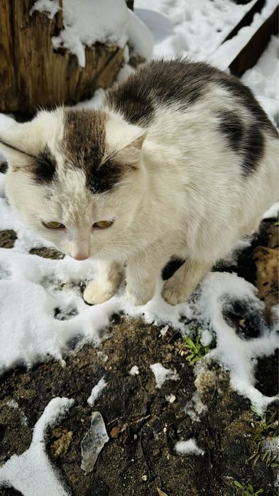 Отдам бесплатно
