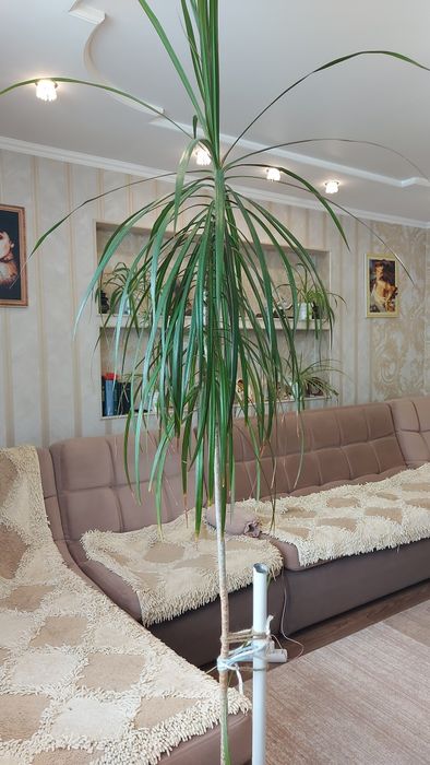 Драцена. Красивое комнатное растение