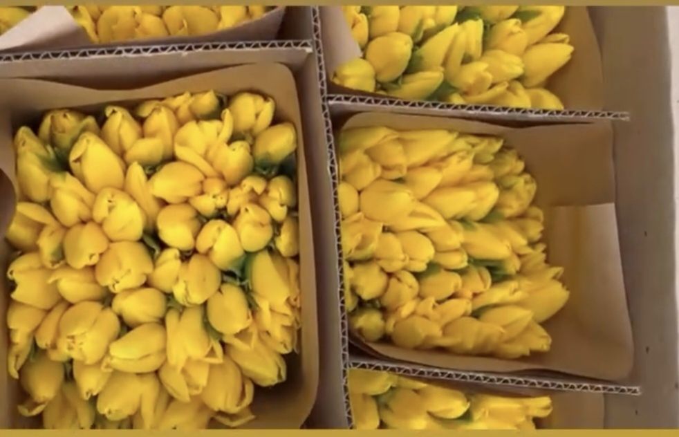 Тюльпаны в 8 Марта