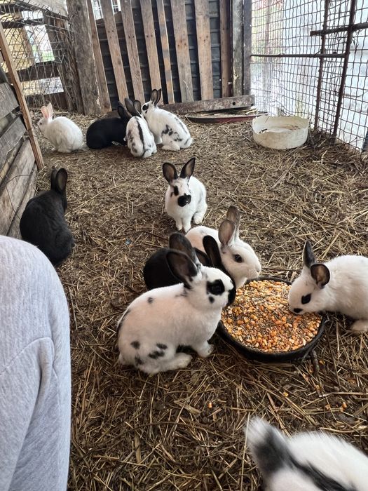 Vand/schimb iepuri, pui si maturi