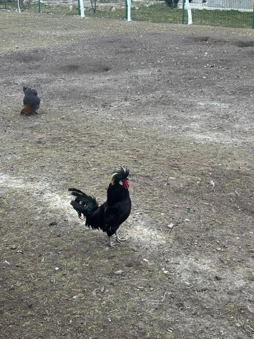 Disponibili cocoși tineri!