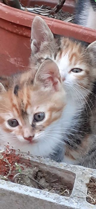 Подарявам  котенца на   два месеца