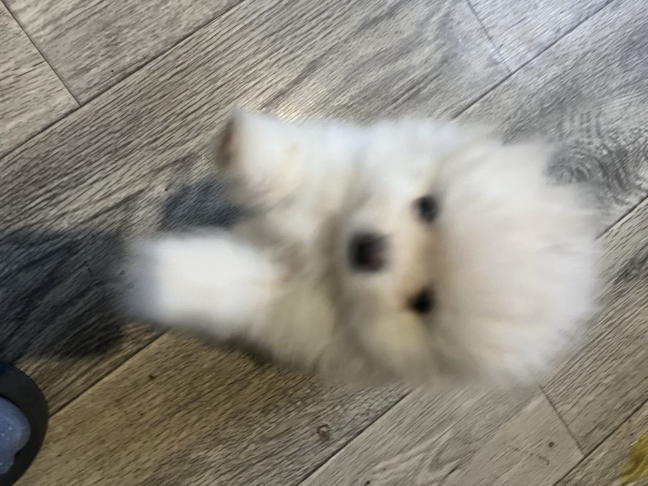 Щеночки щпица мальчики