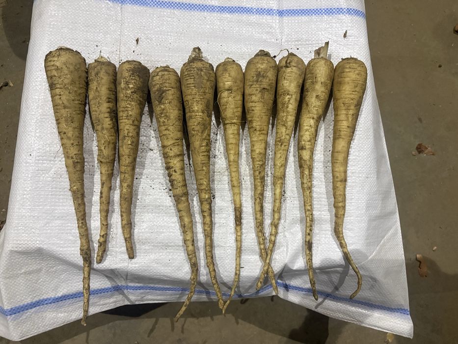 Vand patrunjel, pastarnac