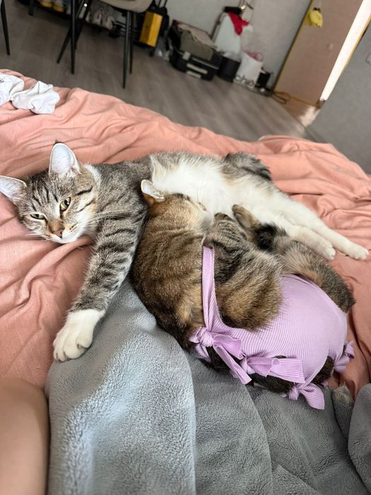 Отдам в хорошие руки кошечек