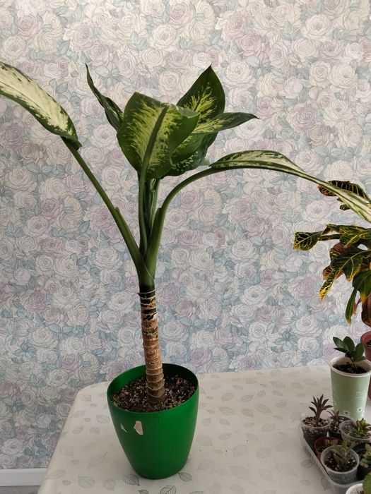 Продам диффенбахия