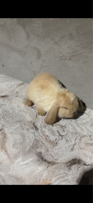 Quyon karlik baran 250.000