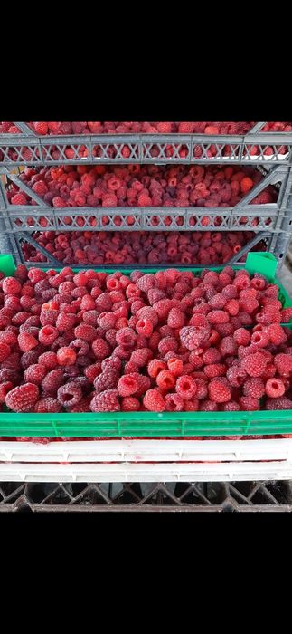 Drajoni de zmeură Delniwa Cayuga Polka Glen ample