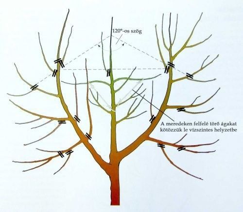 Богбон хизматлари
