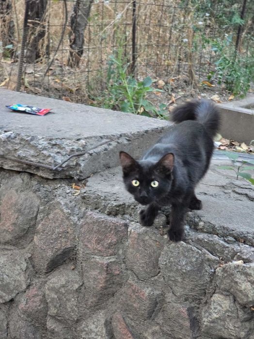 Котенок, милашка, черный