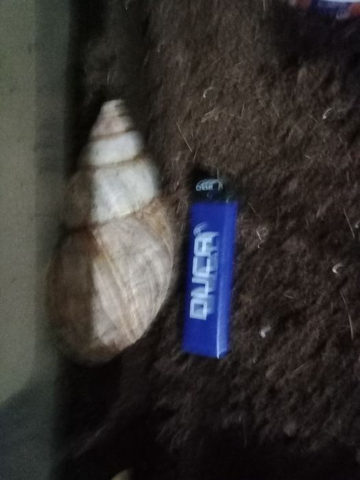 Улитка Ахатина/яйца