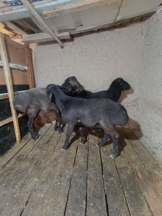 qo'chqor qo'y кучкор  bor