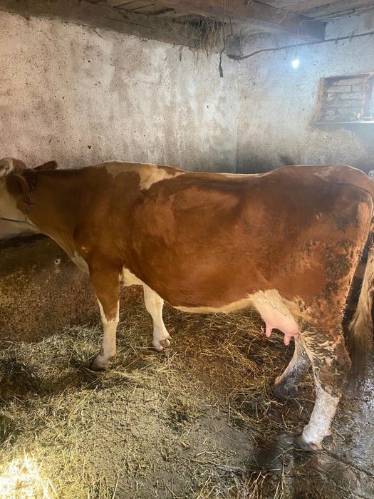 Vând vacă cu vitel