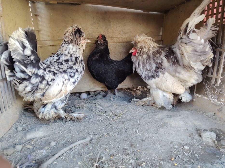 Hamasi tezda sotiladi