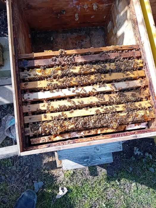Stupi cu rame și familii albine