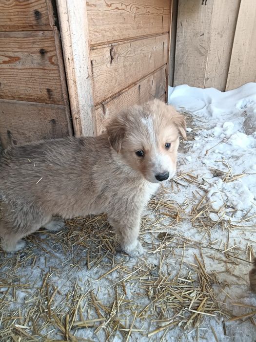 Отдам в добрые руки щенков