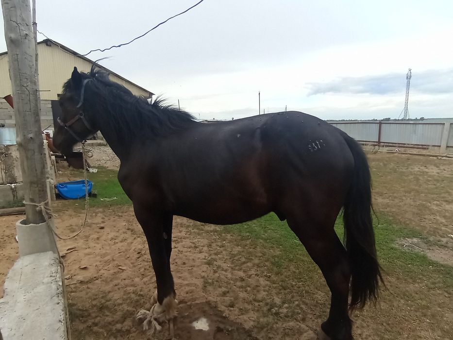 2 Жасар құнан жуас