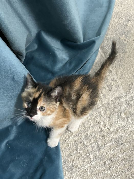 Котенок девочка трехцветная