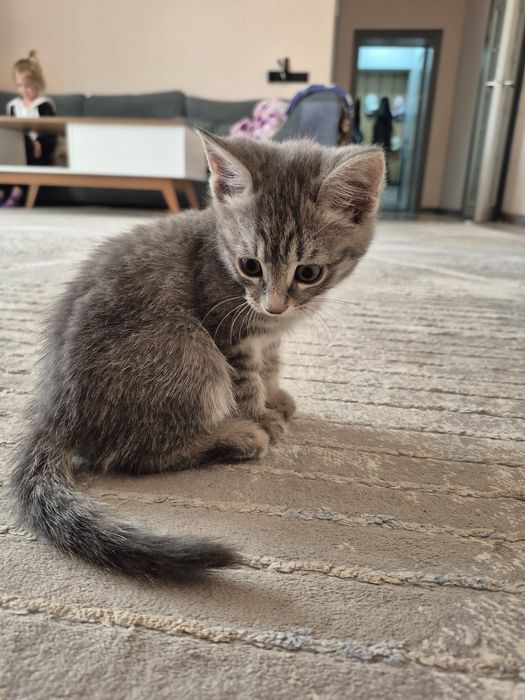 Продам котёнка девочку