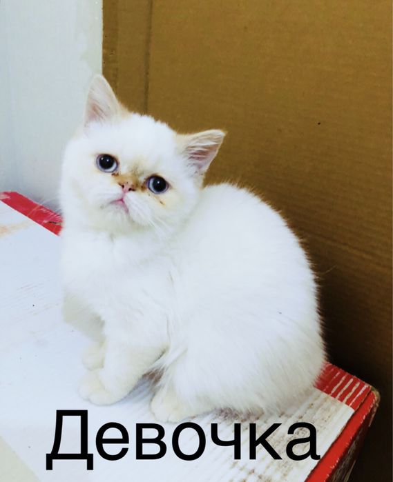 Чистокровный экзот девочка и мальчики