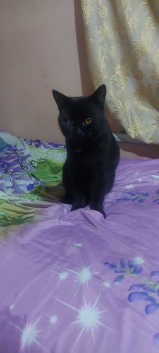 Продам кот  10000