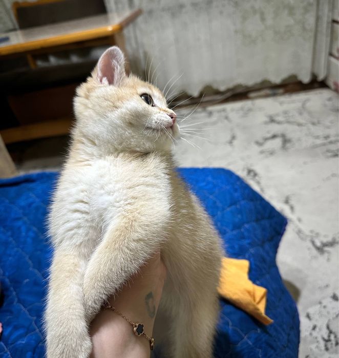 Котенок золотая шиншила