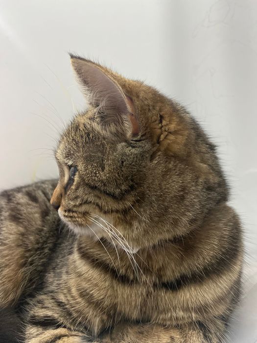 Пропала кошка в районе областной больницы.