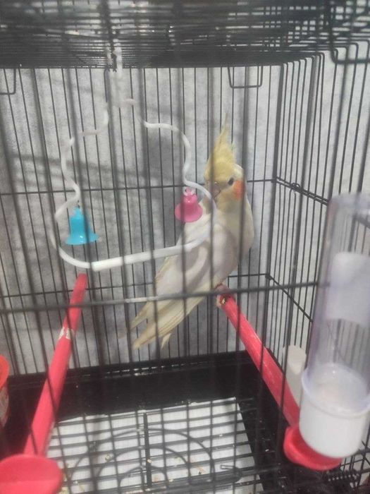 Срочно продаем попугая корелла