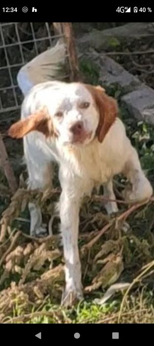 Пропала собака порода Английский сеттер