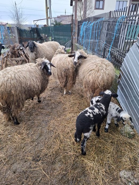 3 Oi cu miei  + Berbec - de vanzare