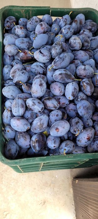 Prune Stanley pt tuica
