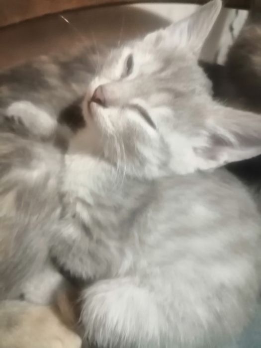 Котята даром отдам